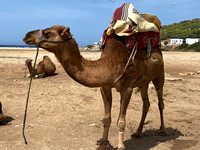 Morocco Camels