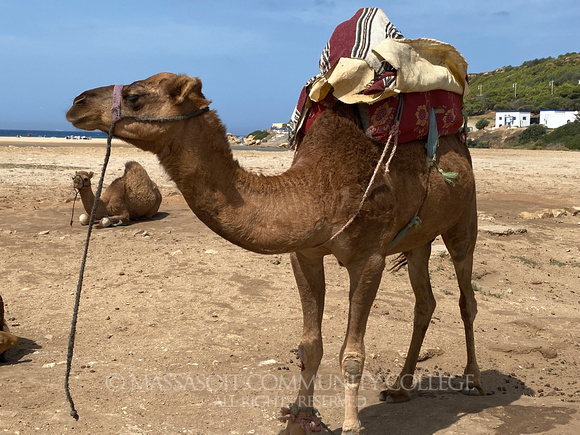 Morocco Camels